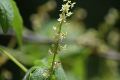 Cyclanthera integrifoliola