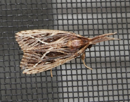 Acritocera negligens