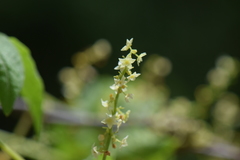 Cyclanthera integrifoliola