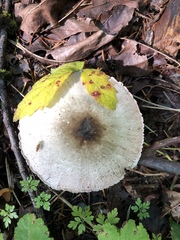 Agaricus buckmacadooi