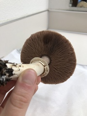 Agaricus buckmacadooi