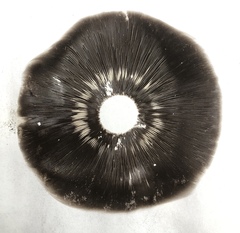 Agaricus buckmacadooi