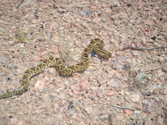 Crotalus durissus terrificus