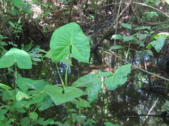 Montrichardia arborescens