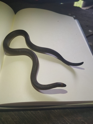 Photo of a Resplendent Ground Snake (Atractus resplendens)