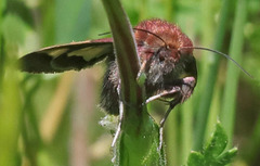 Heliothis proruptus