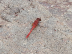 Diplacodes bipunctata