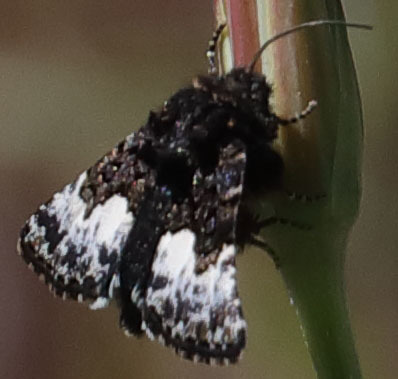 Stylopoda cephalica
