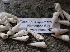 Image of Stiracolpus symmetricus