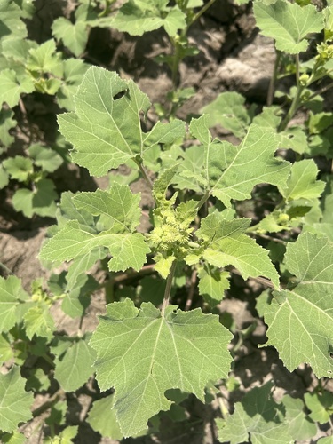 rough cocklebur