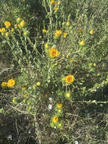 Spanish Gold