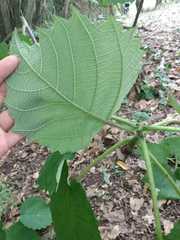 Mallotus paniculatus