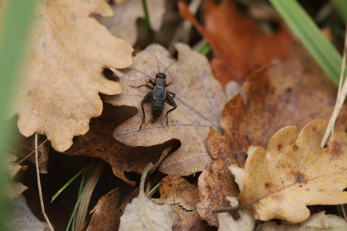Wood cricket