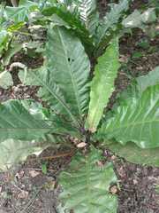 Anthurium schlechtendalii