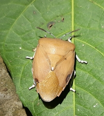 Tessaratoma