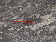Diplacodes bipunctata
