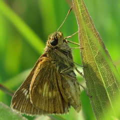 Euphyes conspicua