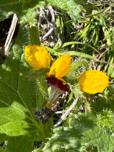 Loasa tricolor (Loasa tricolor)