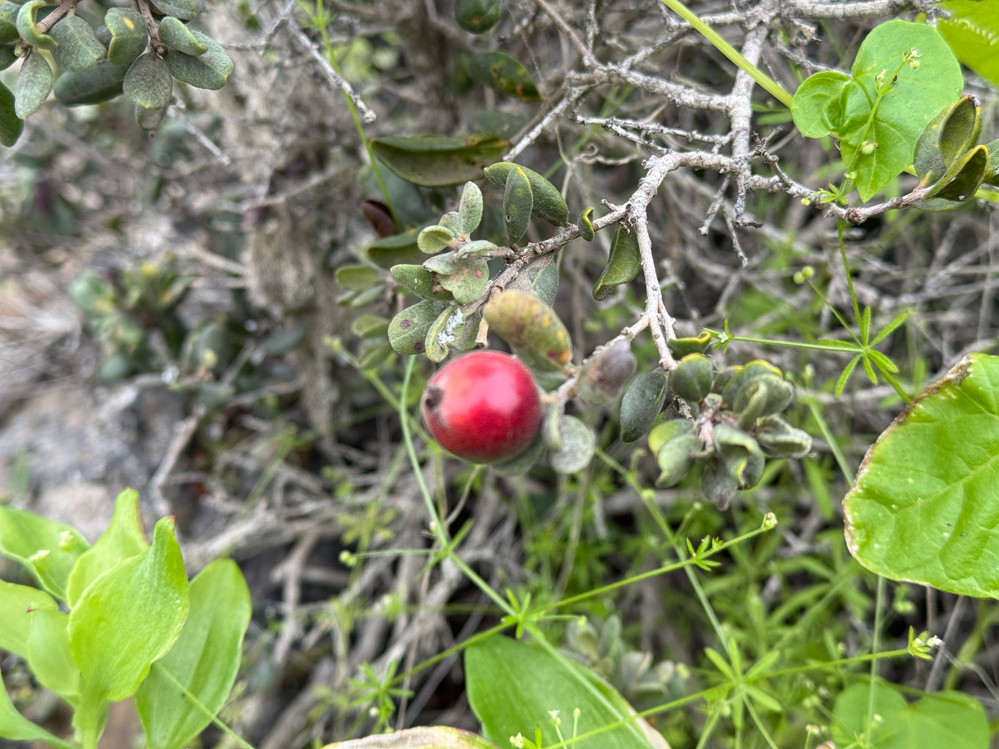 Coquimbo Lucumillo (Myrcianthes coquimbensis)