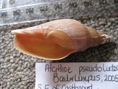 Alcithoe pseudolutea