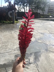 Alpinia purpurata