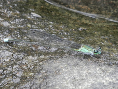 Nesobasis heteroneura