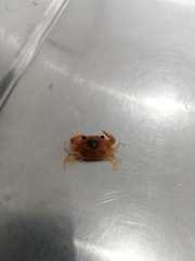 Callinectes amnicola