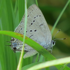 Satyrium acadica