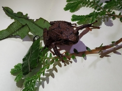 Pristimantis devillei