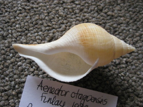 Aeneator otagoensis image