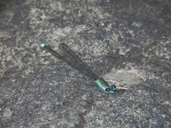 Nesobasis heteroneura