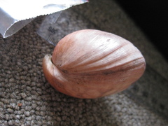 Neothyris lenticularis