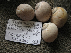 Tanea zelandica image