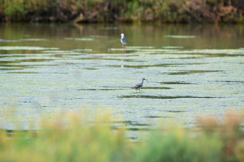 Lesser Yellowlegs, Khok Kham, Mueang Samut Sakhon District, Samut Sakhon 74000, Thailand, photo 6 of 10