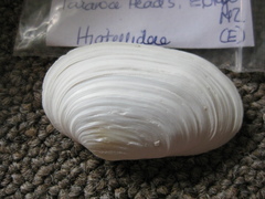 Panopea smithae
