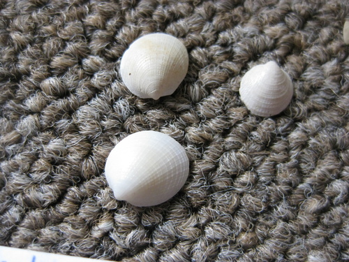 Representative image of Limopsidae