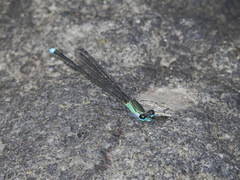 Nesobasis heteroneura