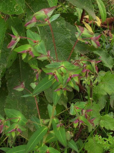 Euphorbia schimperiana