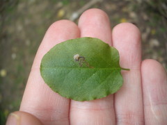 Zapyrastra calliphana