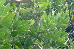 Vireo crassirostris