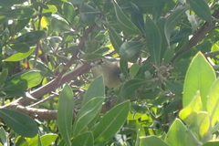 Vireo crassirostris