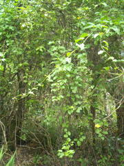 Zapyrastra calliphana