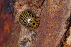 Paropsisterna intacta