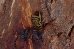 Paropsisterna intacta