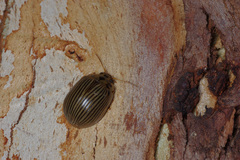 Paropsisterna intacta