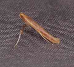 Caloptilia invariabilis