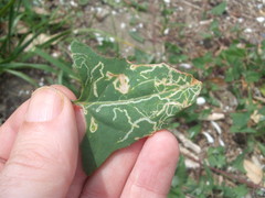 Liriomyza chenopodii