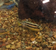 Melanochromis auratus