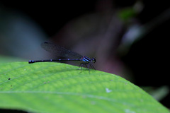 Argia adamsi