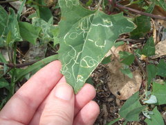 Liriomyza chenopodii